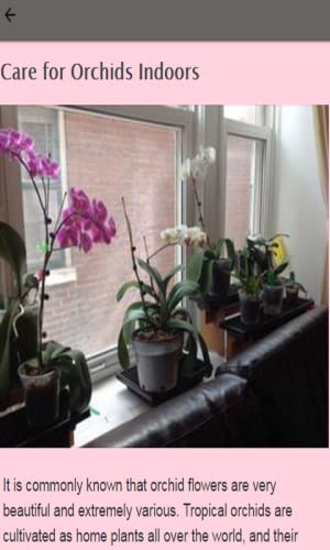 How To Look After An Orchid