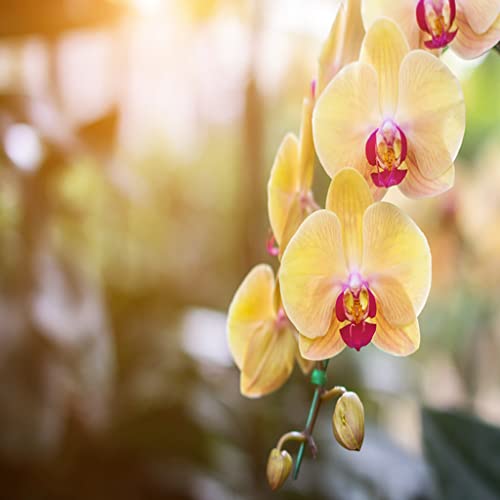 How To Look After An Orchid