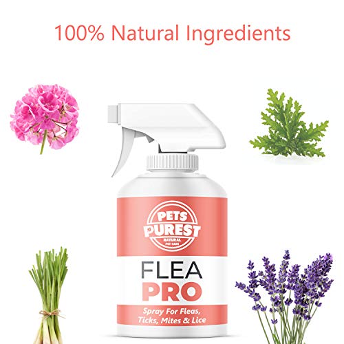 Pets Purest 100% natural de la pulga spray para los perros (500 ml) de pulgas ácaros y piojos Tick spray para perros, gatos y mascotas. Deje de su mascota El prurito y el rascado. Fórmula Cruelty Free