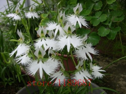 100 piezas / Semillas bolsa japonesa Radiata garza blanca de la orquídea Las semillas del mundo rara orquídea Especies flores blancas Orchidee para Jardín y Casa