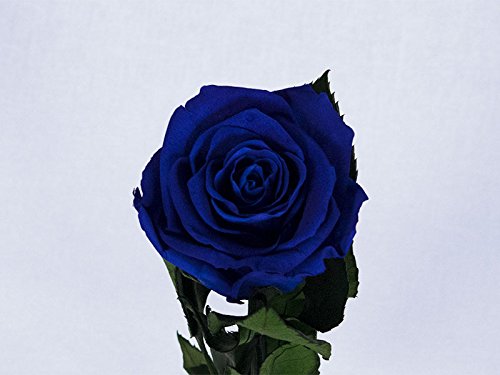 Floréate Rosa eterna preservada Azul Royal de 25 cm