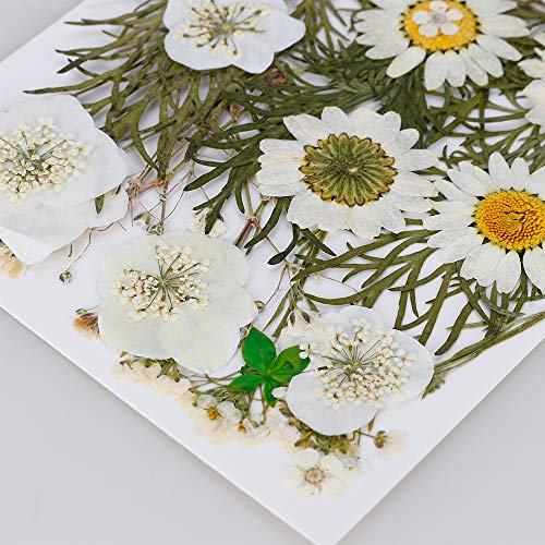 Gobesty Flor prensada Mixta, Flores secas naturales DIY Art Decoraciones florales Colección Regalo Follaje Floral Artcraft, Blanco