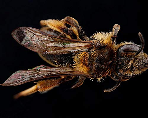 Lsping Rompecabezas Adultos 500 Piezas andrena la Abeja minera