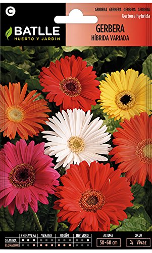 Semillas de Flores - Gerbera Híbrida variada - Batlle