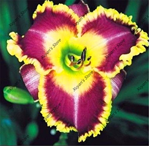 100 piezas híbridas Semillas Azucena Hemerocallis Lirio interior Semillas Bonsai Semillas de flores perennes para el Hogar y Jardín 14