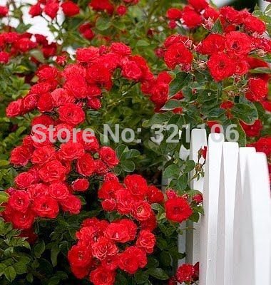 100 rojas rosales trepadores Semillas, de la herencia, magnífico, jardín de flores de bricolaje en casa, el patio olla