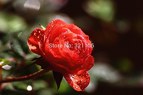 100 rojas rosales trepadores Semillas, de la herencia, magnífico, jardín de flores de bricolaje en casa, el patio olla