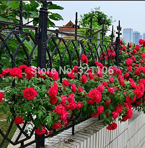 100 rojas rosales trepadores Semillas, de la herencia, magnífico, jardín de flores de bricolaje en casa, el patio olla