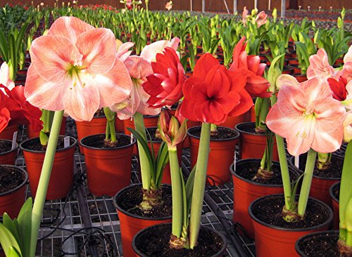 2016 Hippeastrum semillas bulbos de azucena bonsai barbados jardín de casa de bricolaje lirio lirio de flores en maceta 100 piezas de semillas bonsai balcón / bolsa