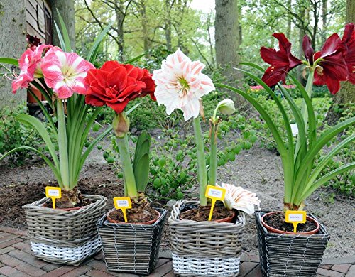 2016 Hippeastrum semillas bulbos de azucena bonsai barbados jardín de casa de bricolaje lirio lirio de flores en maceta 100 piezas de semillas bonsai balcón / bolsa