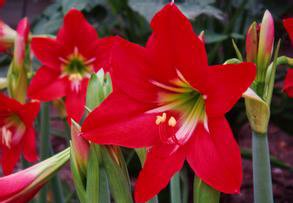 2016 Hippeastrum semillas bulbos de azucena bonsai barbados jardín de casa de bricolaje lirio lirio de flores en maceta 100 piezas de semillas bonsai balcón / bolsa