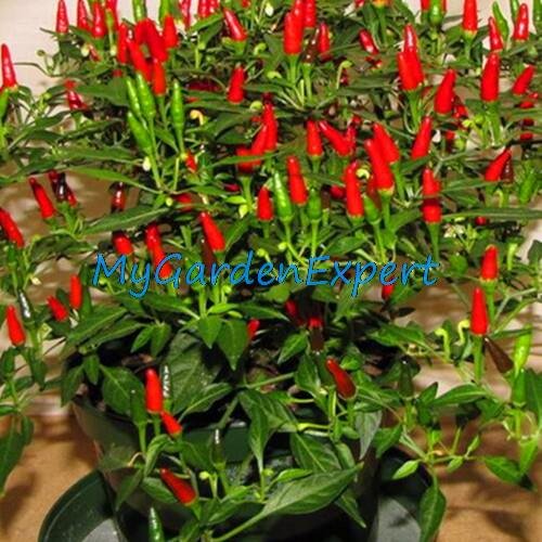 35pcs / lot de la herencia Semillas Thai Sun del pimiento picante de chile Capsicum annuum ornamental Bonsai Plant Mini Hot Pepper Seeds