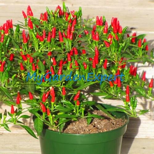 35pcs / lot de la herencia Semillas Thai Sun del pimiento picante de chile Capsicum annuum ornamental Bonsai Plant Mini Hot Pepper Seeds