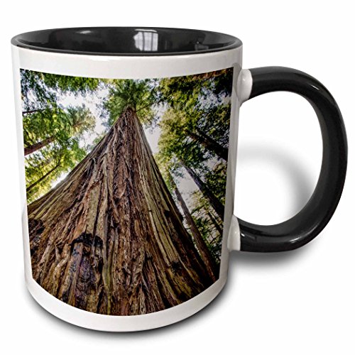 3dRose Mug_208647_4 Roosevelt Grove, Humboldt Redwoods State Park, California, cerámica, negro/blanco