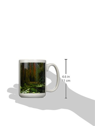 3dRose USA, California. Redwoods in Muir Woods NM. Taza de cerámica, 15 oz, cerámica, Rojo, 11,43 x 8,4499999999999993 x 12,7 cm