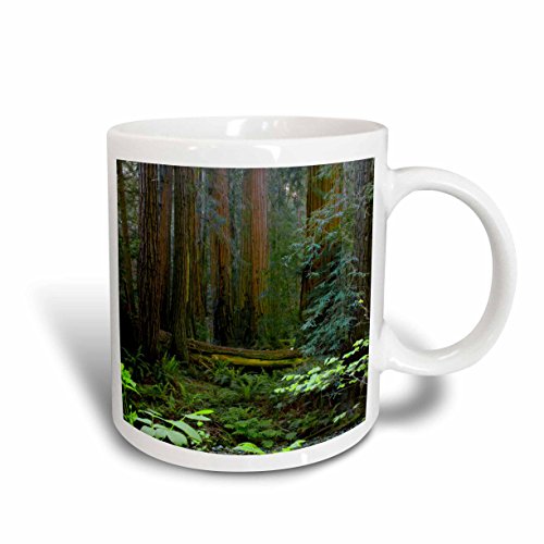 3dRose USA, California. Redwoods in Muir Woods NM. Taza de cerámica, 15 oz, cerámica, Rojo, 11,43 x 8,4499999999999993 x 12,7 cm