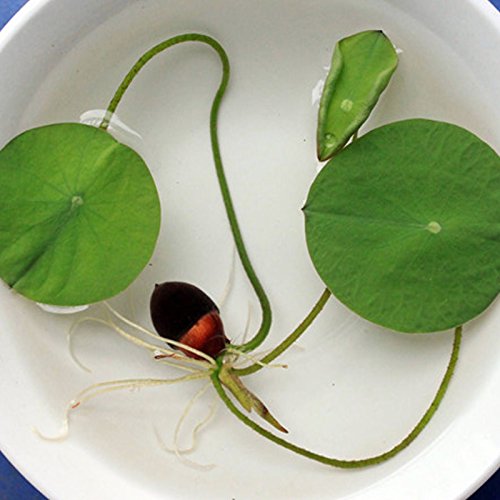5 / Semillas del lirio de agua rara mini Bonsai nuci de bolsa de China jardín al aire libre flor Bonsai plantas de semilla envío