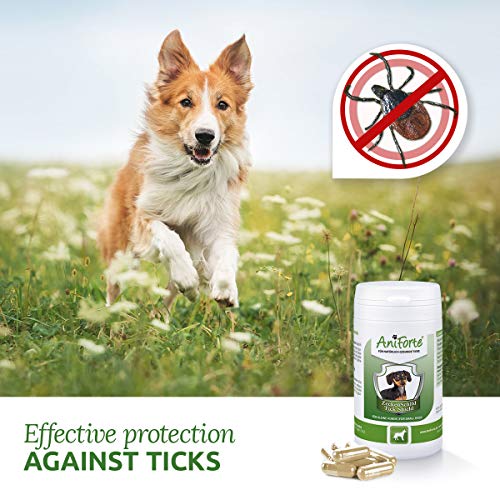 AniForte Thick Shield para Perros (hasta 10 kg) 60 cápsulas. Producto 100% Natural. Complejo de Vitamina B Que Actúa como Escudo Anti-Garrapatas y Parásitos.