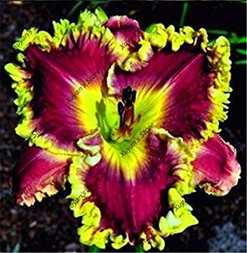 ASTONISH SEEDS: 13: 100 uds semillas hÃ­bridas Azucena Hemerocallis Lirio Semillas Semillas Bonsai cubierta de flores de Inicio y JardÃ­n 13