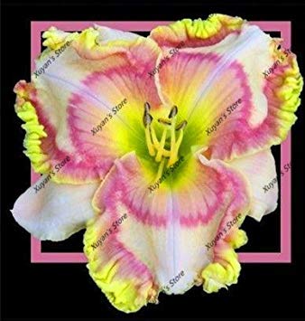 ASTONISH SEEDS: 13: 100 uds semillas hÃ­bridas Azucena Hemerocallis Lirio Semillas Semillas Bonsai cubierta de flores de Inicio y JardÃ­n 13