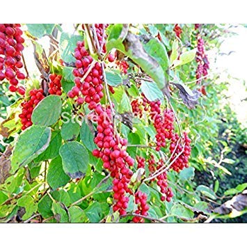 ASTONISH SEEDS: El jardín de DIY Semillas de Plantas de 200 e Magnolia, semillas (frutos comestibles) envío gratuito