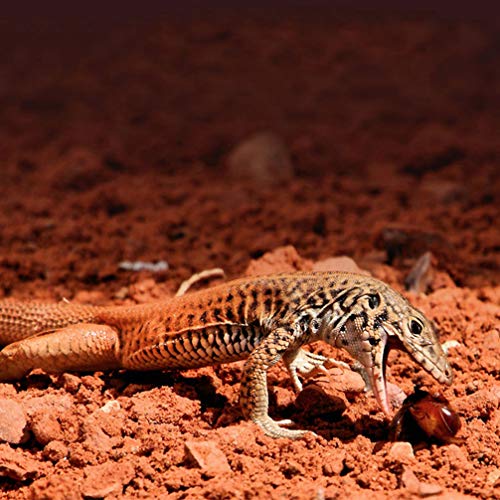 Balacoo 14W Manta Termica Reptiles Almohadilla Eléctrica con Control de Temperatura Ajustable para Terrario Reptiles Tortuga Serpientes Lagartos Geckos Arañas