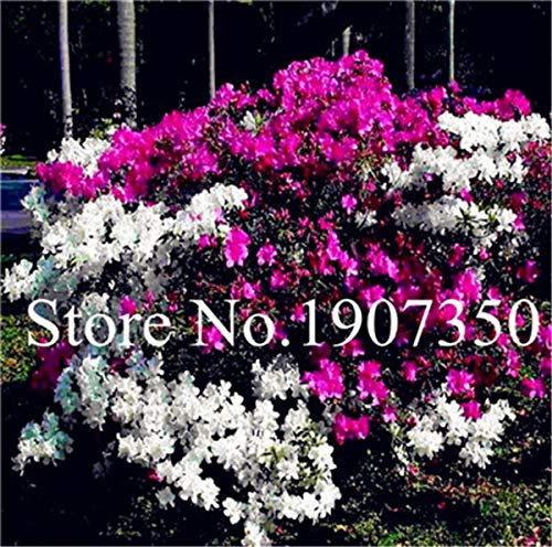 Bloom Green Co. JardÃ­n Flores Plantas de Semillas 100 Unids Blanco y Rosa Azalea Plantas Bonsai floresling Flores DIY El mejor regalo para el niÃ±o: Mixto