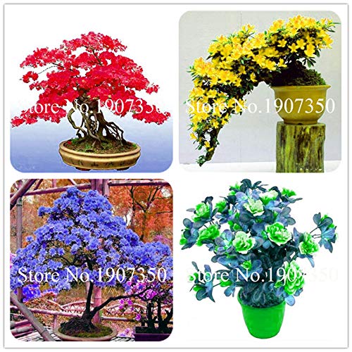 Bloom Green Co. JardÃ­n Flores Plantas de Semillas 100 Unids Blanco y Rosa Azalea Plantas Bonsai floresling Flores DIY El mejor regalo para el niÃ±o: Mixto