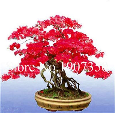 Bloom Green Co. JardÃ­n Flores Plantas Semillas 100 Unids Blanco Y Rosa Azalea Plantas Bonsai floresling Flores DIY El Mejor Regalo Para El NiÃ±o: 13