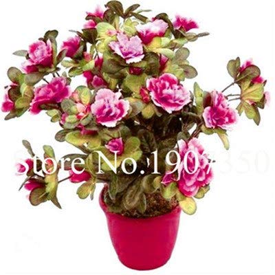 Bloom Green Co. JardÃ­n Flores Plantas Semillas 100 Unids Blanco y Rosa Azalea Plantas Bonsai floresling Flores DIY El Mejor Regalo Para El NiÃ±o: 15