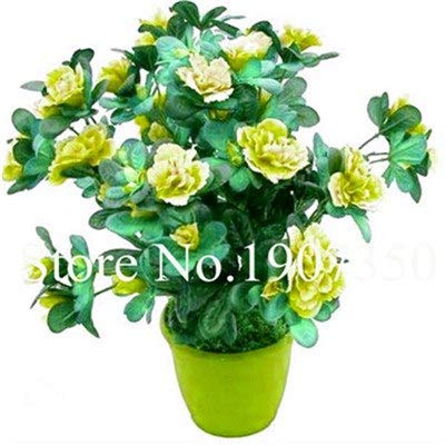 Bloom Green Co. JardÃ­n Flores Plantas Semillas 100 Unids Blanco Y Rosa Azalea Plantas Bonsai floresling Flores DIY El Mejor Regalo Para El NiÃ±o: 17