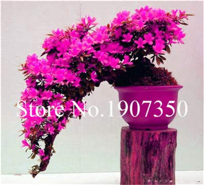 Bloom Green Co. JardÃ­n Flores Plantas Semillas 100 Unids Blanco Y Rosa Azalea Plantas Bonsai floresling Flores DIY El Mejor Regalo Para El NiÃ±o: 7