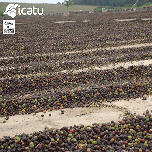 CAFES GUILIS DESDE 1928 AMANTES DEL CAFÉ - Café de Brasil en Grano Arábica Tueste Natural Finca Icatu Minas Gerais 1 kilogramo