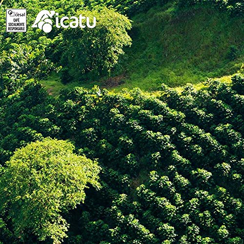 CAFES GUILIS DESDE 1928 AMANTES DEL CAFÉ - Café de Brasil en Grano Arábica Tueste Natural Finca Icatu Minas Gerais 1 kilogramo