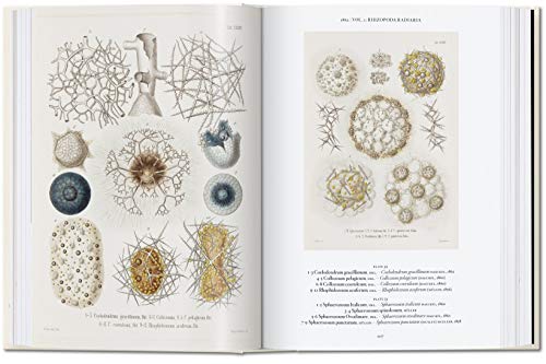 Ernst Haeckel – 40Th Anniversary Edition