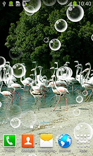 Fondos de Pájaros Live