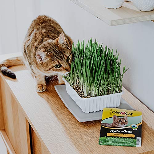 GimCat Hydro-Gras – Hierba para gatos de plantación controlada – De fácil cultivo en 5-8 días regando 1 sola vez – 1 bandeja (1 x 150 g)