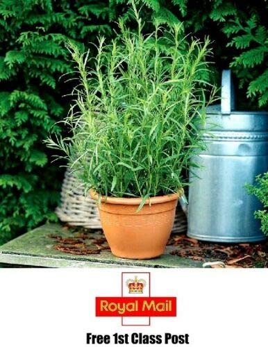 HERB - 200 semillas de estragón ruso (Artemisia Dracunculus) (RSL)