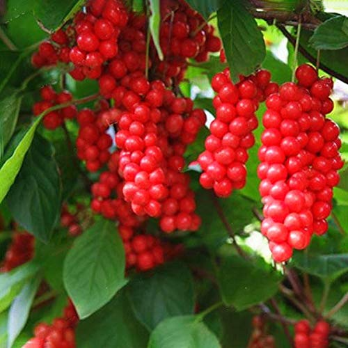 KINGDUO Egrow 100Pcs/Pack Schisandra Semillas De Magnolia China Jardín Comestible Fruta Árbol Semilla DIY Plantas De Vid