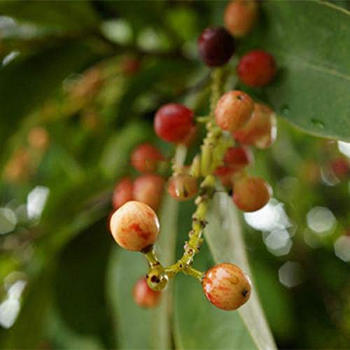 KINGDUO Egrow 100Pcs/Pack Schisandra Semillas De Magnolia China Jardín Comestible Fruta Árbol Semilla DIY Plantas De Vid