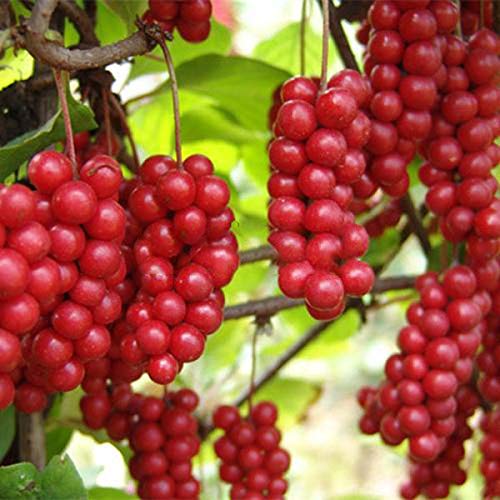 KINGDUO Egrow 100Pcs/Pack Schisandra Semillas De Magnolia China Jardín Comestible Fruta Árbol Semilla DIY Plantas De Vid