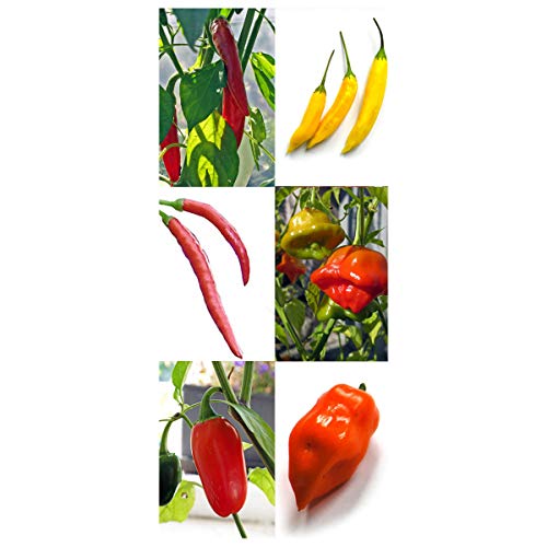 Magic Garden Seeds Chiles Famosos y clásicos - Kit de Semillas con 6 variedades picantes