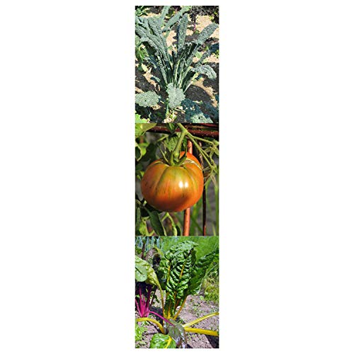 Magic Garden Seeds Hortalizas Antiguas (Orgánico) - Kit Regalo de Semillas con 3 variedades de Verduras históricas