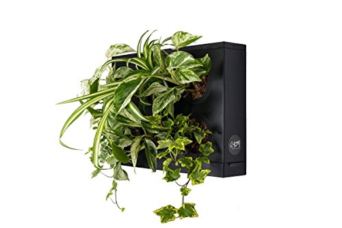 Mini Jardin Vertical Negro para 6 Plantas con Sustrato Natural Premium e Instrucciones. Cuadro Vegetal, Maceta de Pared, Maceta para Colgar.