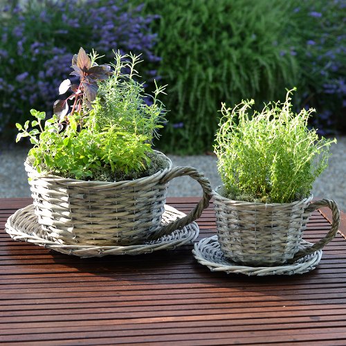 Plant Theatre - Juego de macetas (2 unidades, sauce), diseño de tazas de té