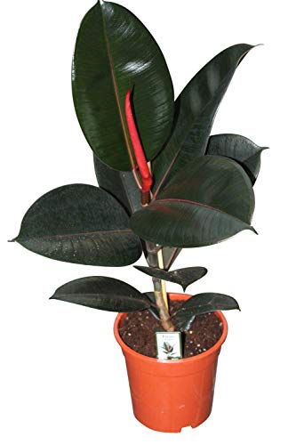 Planta de interior - Planta para el hogar o la oficina - El baniano o higuera de Bengala - Caucho - de unos 50 cm