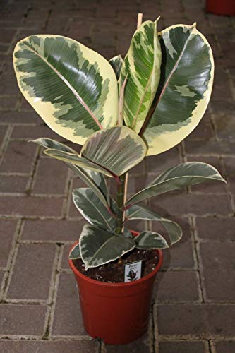 Planta de interior - Planta para el hogar o la oficina - Ficus elastica - Caucho - El baniano o higuera de Bengala - planta abigarrada de unos 50 cm