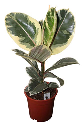 Planta de interior - Planta para el hogar o la oficina - Ficus elastica - Caucho - El baniano o higuera de Bengala - planta abigarrada de unos 50 cm
