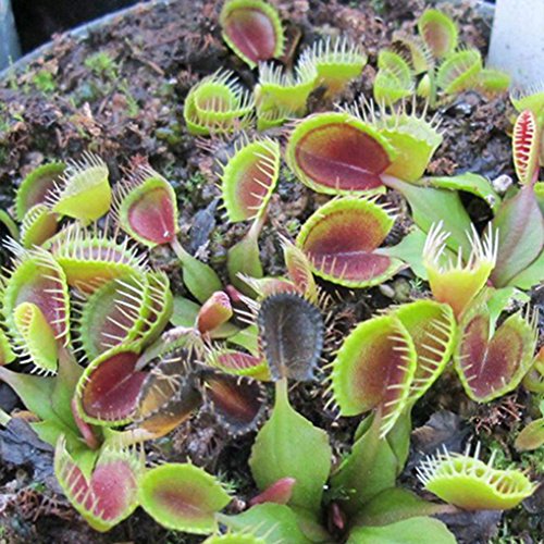 Polytree - 20 semillas de planta carnívora, venus atrapamoscas, dionaea muscipula