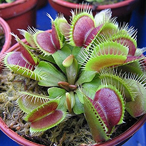 Polytree - 20 semillas de planta carnívora, venus atrapamoscas, dionaea muscipula